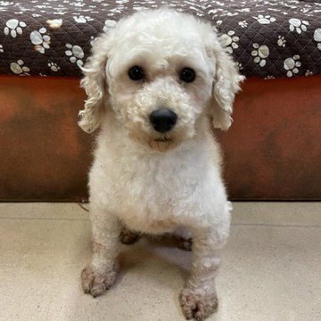 🐾新メンバー🔰ご紹介🐾2023,2,13【保護犬カフェ天神橋店】